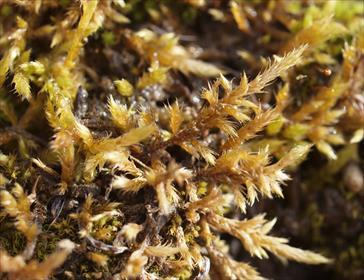 Hakasuikerosammal Brachythecium campestre Kimmo Syrjänen.